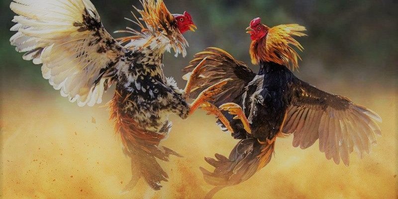 Đá gà BJ88 với thiết kế giao diện độc đáo