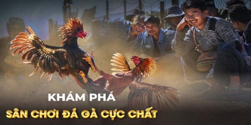 Khám phá sân chơi đá gà BJ88 đỉnh cao 