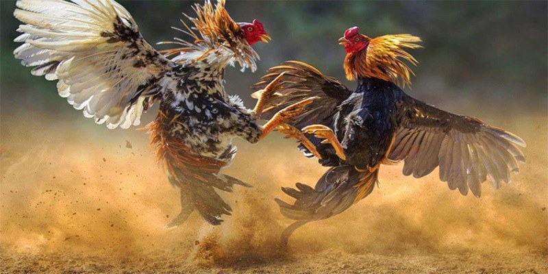 Mỗi một trận đấu gà cựa dao sẽ được diễn ra vô cùng nhanh chóng