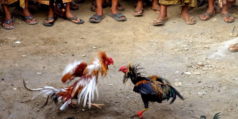 Về đá gà C2