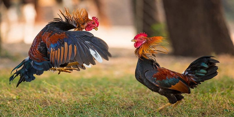 Kinh nghiệm nhận định chiến kê 