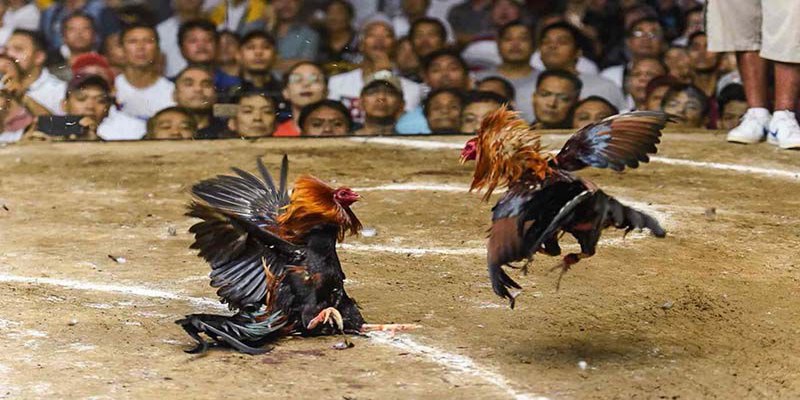 Đôi nét về đá gà C1