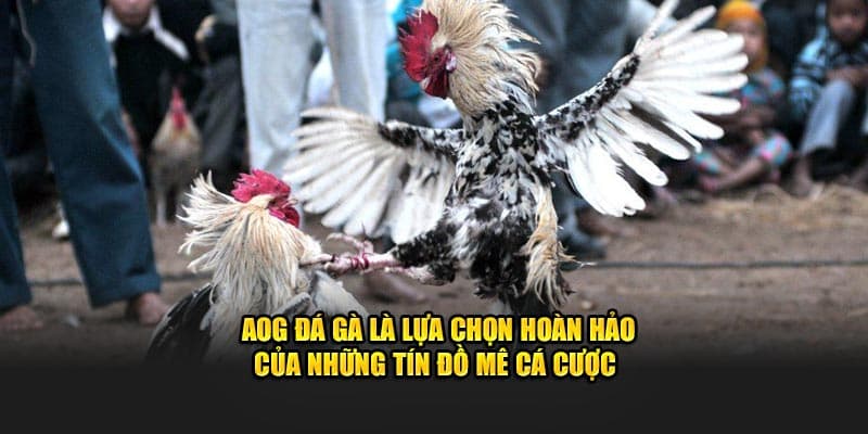 AOG Đá Gà BJ88 - Sân Chơi Lý Tưởng Dành Cho Anh Em Kê Thủ