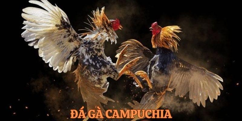 Giới thiệu về đá gà Campuchia tại BJ88