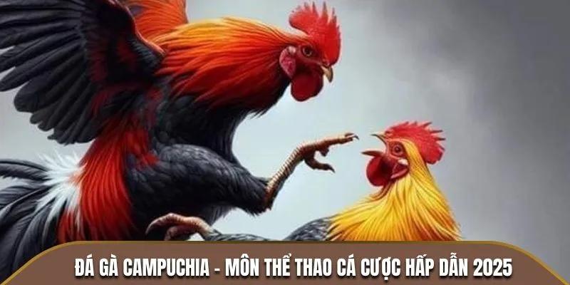 Đá Gà Campuchia - Đấu Trường Đỉnh Cao Của Chiến Kê