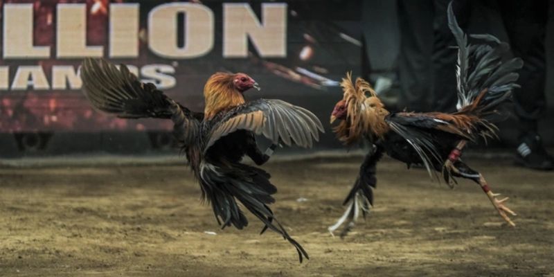 Các giai đoạn chăm sóc gà đá hiệu quả nhất 