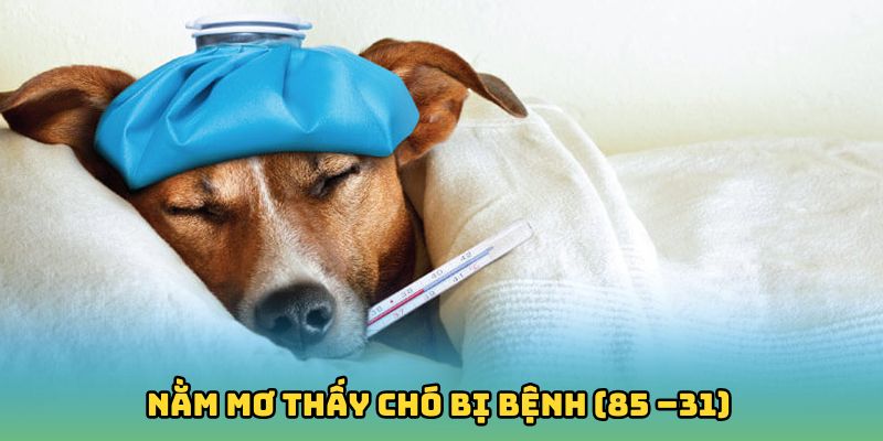 Nằm mơ thấy chó bị bệnh (85 –31)