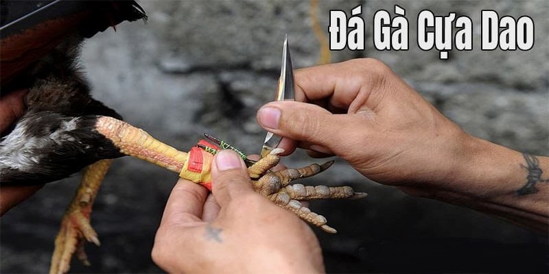 Luật thi đấu đá gà cựa dao