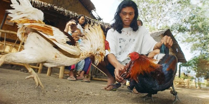 Những hình thức coi đá gà trực tiếp trên mạng phổ biến 