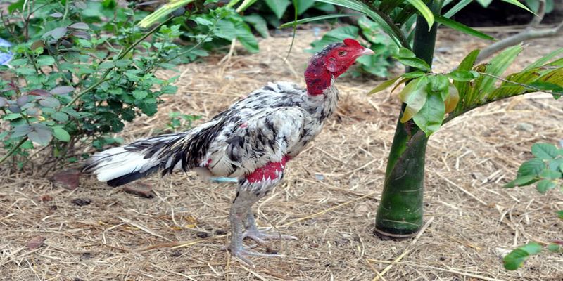 Đá gà trực tiếp gà tre là gì?