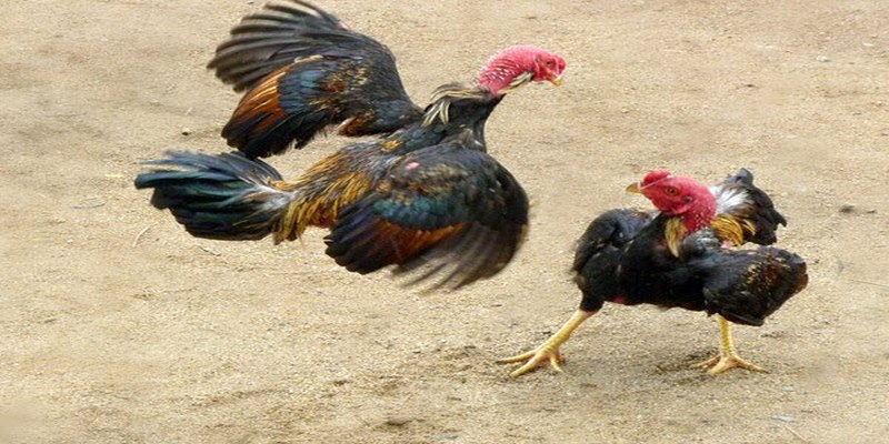 Kinh nghiệm đá gà trực tiếp gà tre bách phát bách trúng