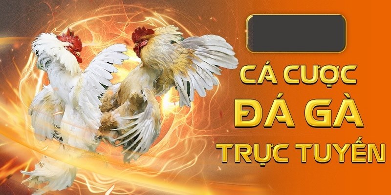 Cách để tham gia đá gà trực tiếp 888
