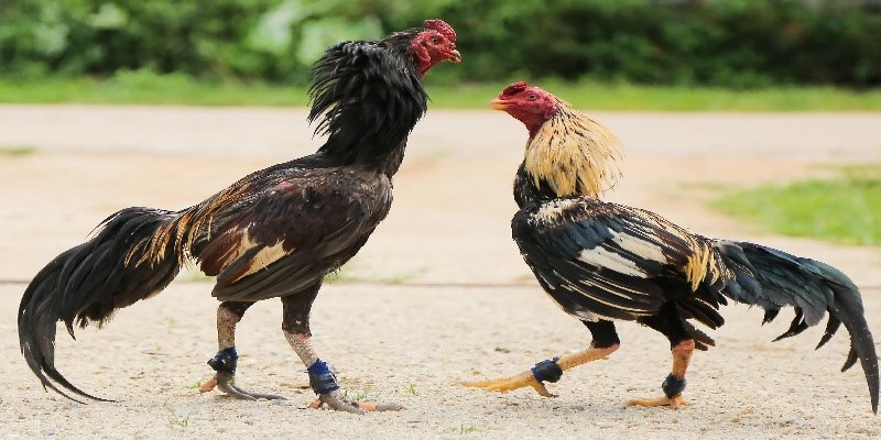 Những lợi ích có được khi tham gia chơi đá gà trực tiếp 888