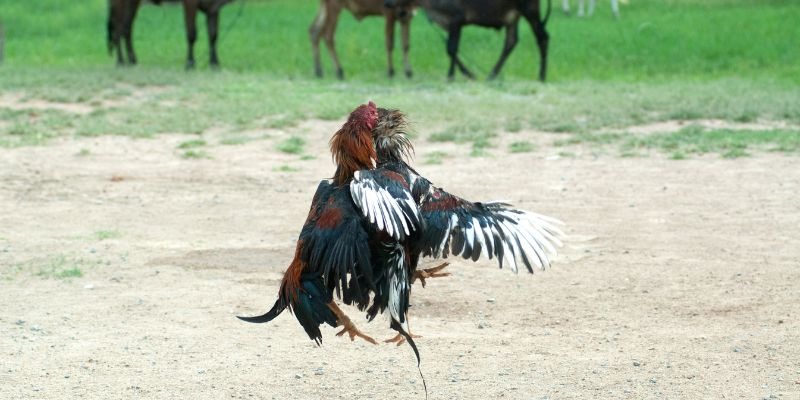 Giới thiệu tổng quan sân chơi đá gà 888