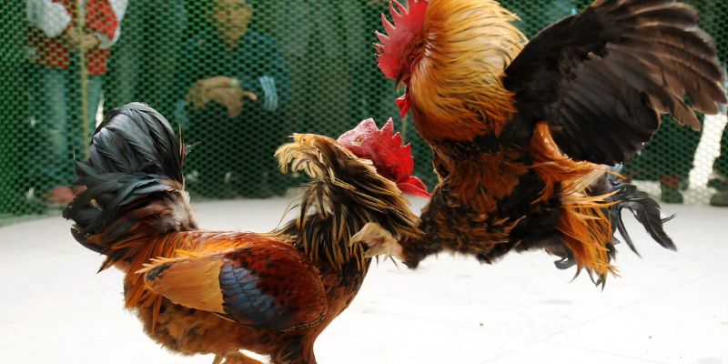 Tổng quan về nhà cái coi đá gà trực tiếp BJ88