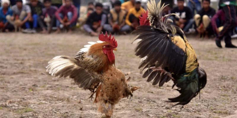 Một vài ưu điểm nổi bật khi coi đá gà trực tiếp trên mạng