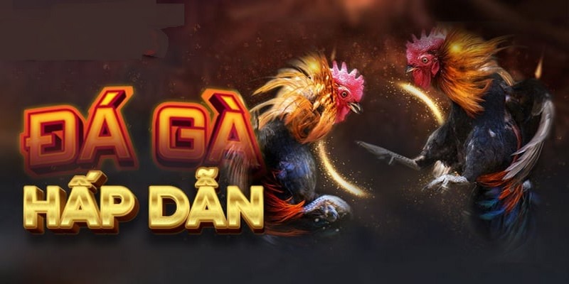 Top 5 ưu điểm khi chơi đá gà ở casino uy tín