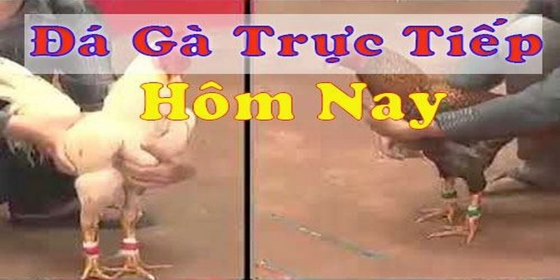 Bật mí 3 mẹo đá gà bách chiến bách thắng hiệu quả
