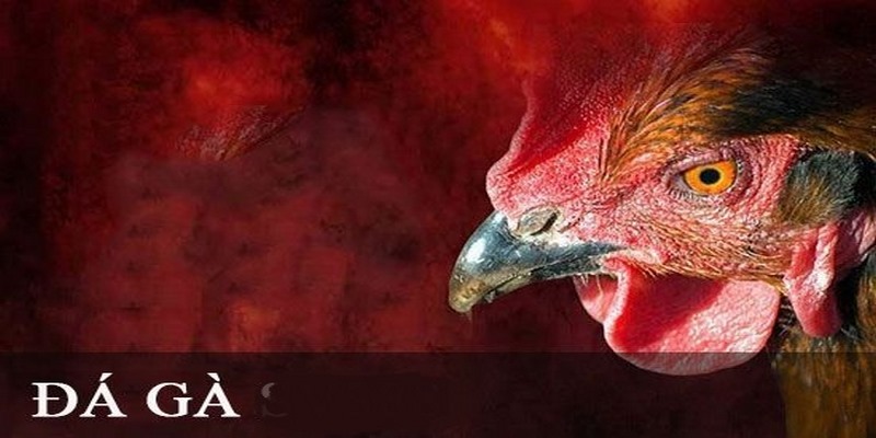 Đá Gà Casino – Khám Phá Hình Thức Cá Cược Thú Vị Nhất 2026