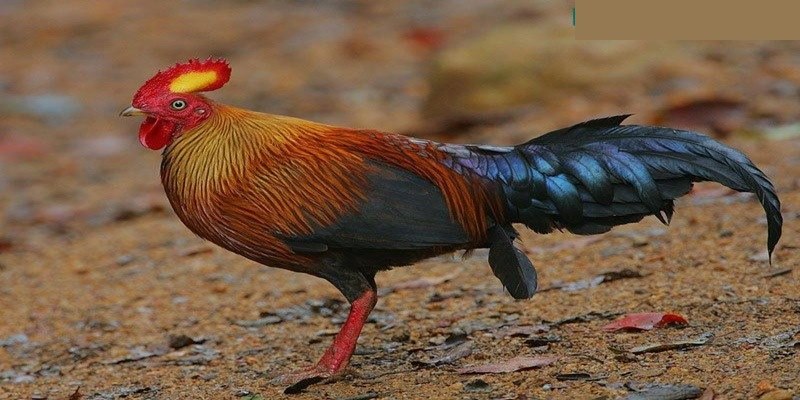 Thưởng thức các video đá gà tre full HD sắc nét nhất