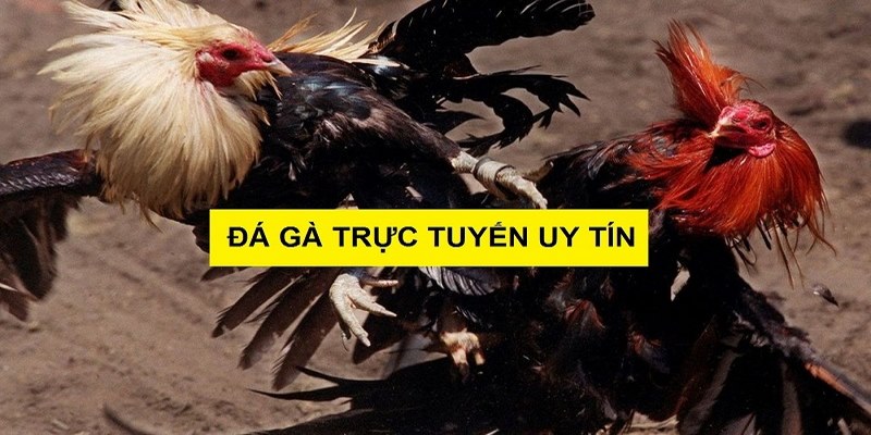 Có nhiều trận đá gà tre được phát sóng trong ngày