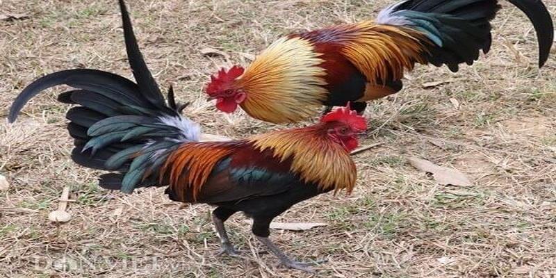 Trực tiếp đá gà tre là gì?