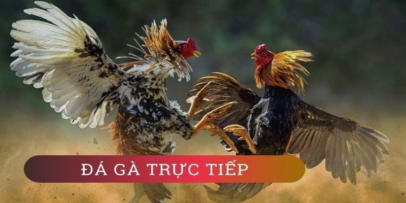 Giải mã sức hút của kê đấu Campuchia