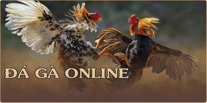 Đá gà CPC1 là gì?