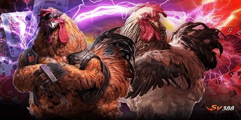 Hướng dẫn cá cược đá gà SV388 chi tiết nhất