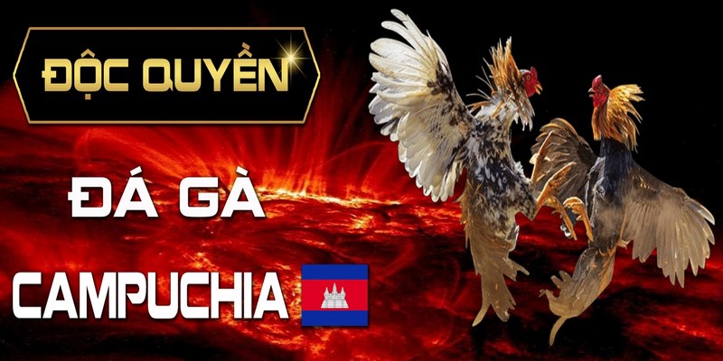 Đá Gà Campuchia Ngày Nay - Bộ Môn Giải Trí Siêu Hấp Dẫn