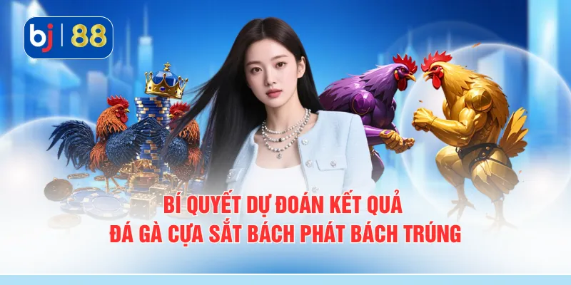Bí quyết dự đoán kết quả đá gà cựa sắt bách phát bách trúng