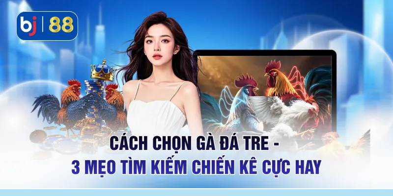 Cách Chọn Gà Đá Tre - 3 Mẹo Tìm Kiếm Chiến Kê Cực Hay