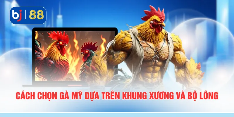 Cách chọn gà mỹ dựa trên khung xương và bộ lông