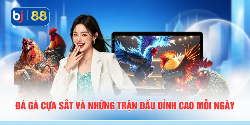 Đá gà cựa sắt và những trận đấu đỉnh cao mỗi ngày