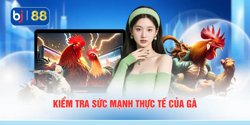 Kiểm tra sức mạnh thực tế của gà