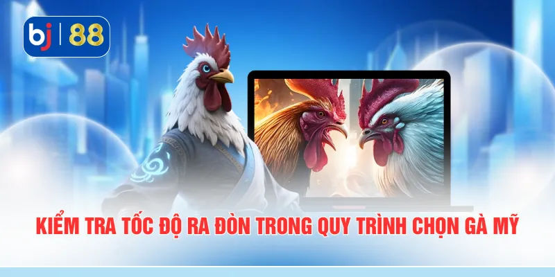 Kiểm tra tốc độ ra đòn trong quy trình chọn gà mỹ