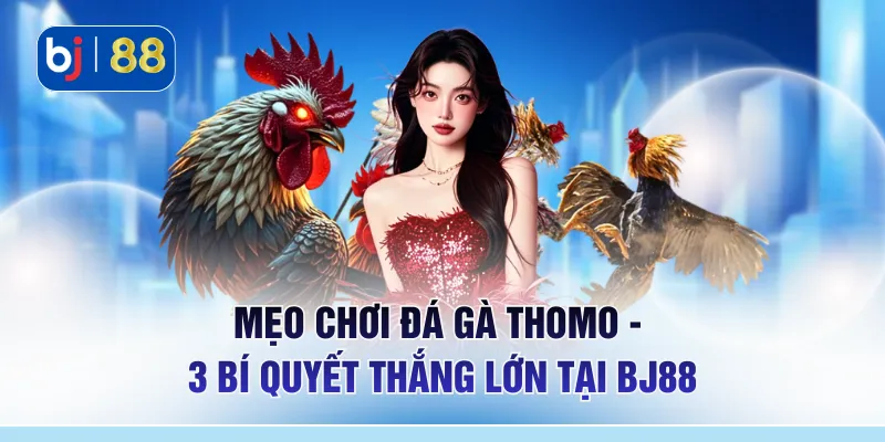 Mẹo Chơi Đá Gà Thomo - 3 Bí Quyết Thắng Lớn Tại BJ88