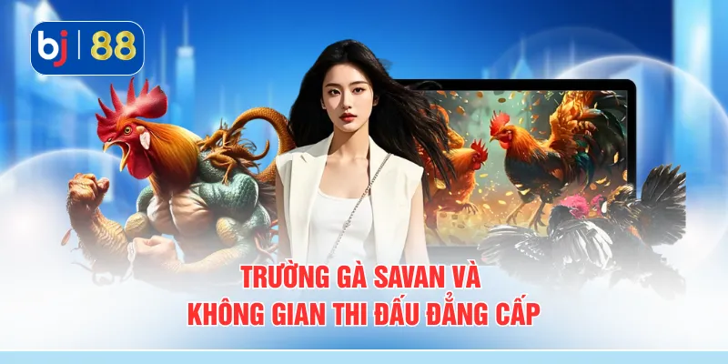 Trường gà Savan và không gian thi đấu đẳng cấp